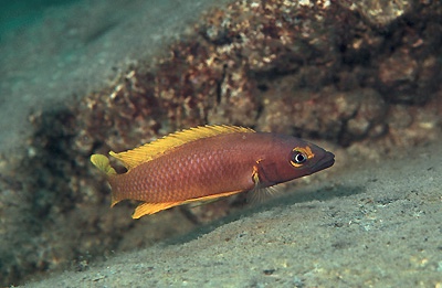 Neolamprologus longior 'Halembe'